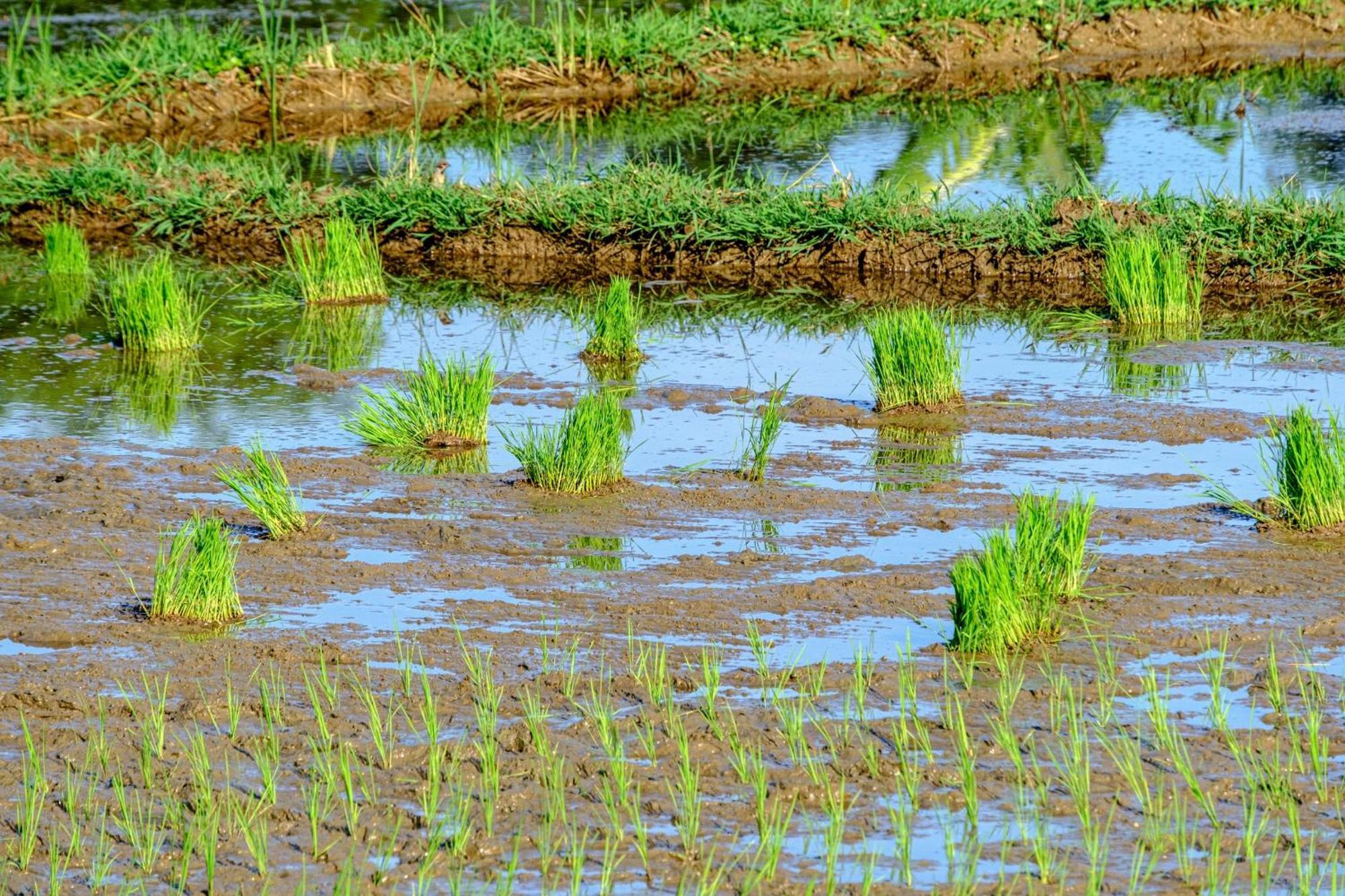 Nha Tan - Mai Chau Homestay And Tours Exteriör bild